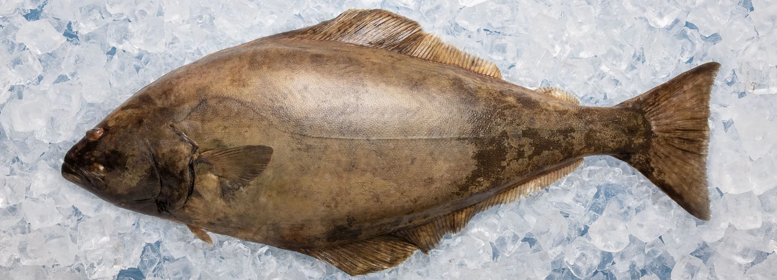 Nova Scotia Seafood - Image 5