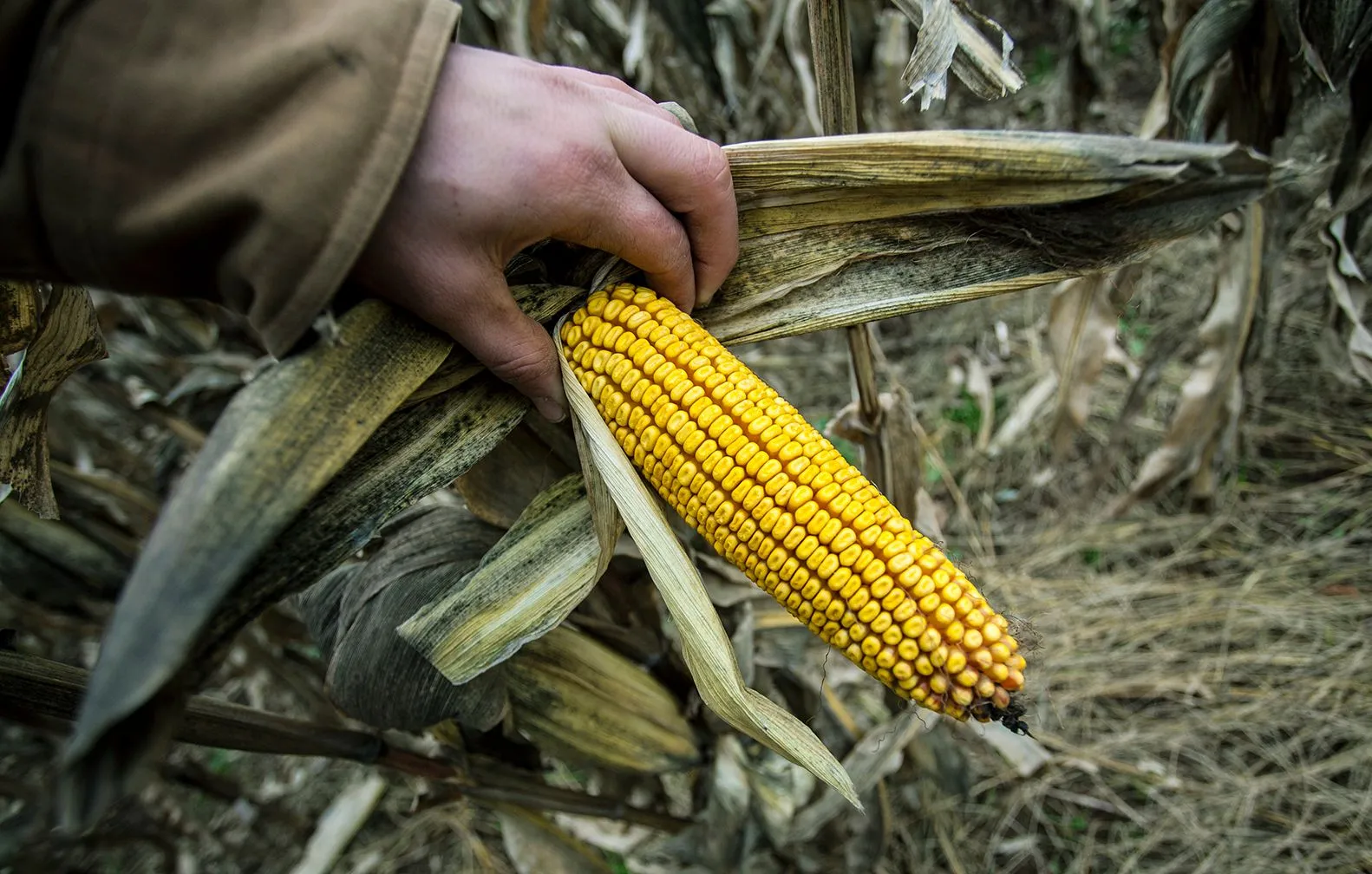 A hand in a brown jacket holds a ripe, yellow ear of corn in a field of dry stalks and leaves.