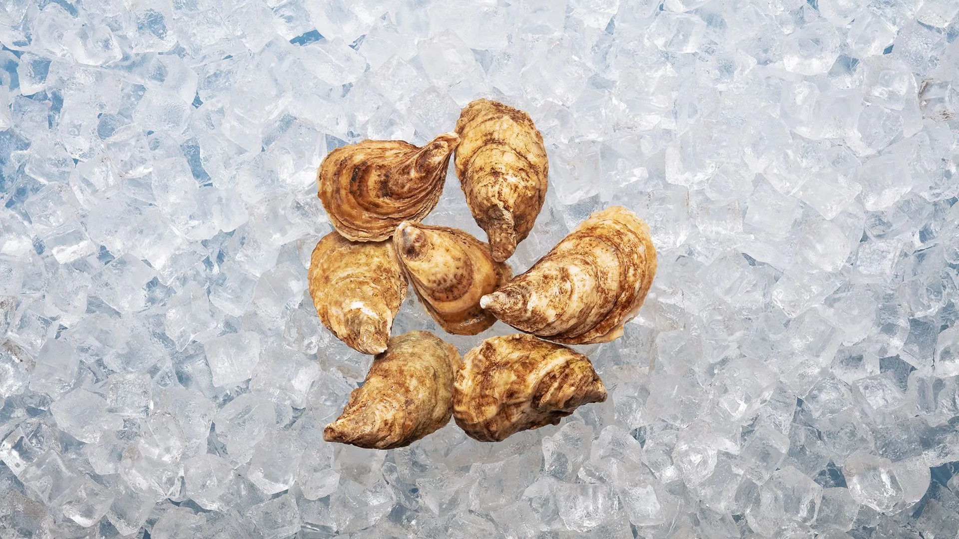 Nova Scotia Seafood - Image 3