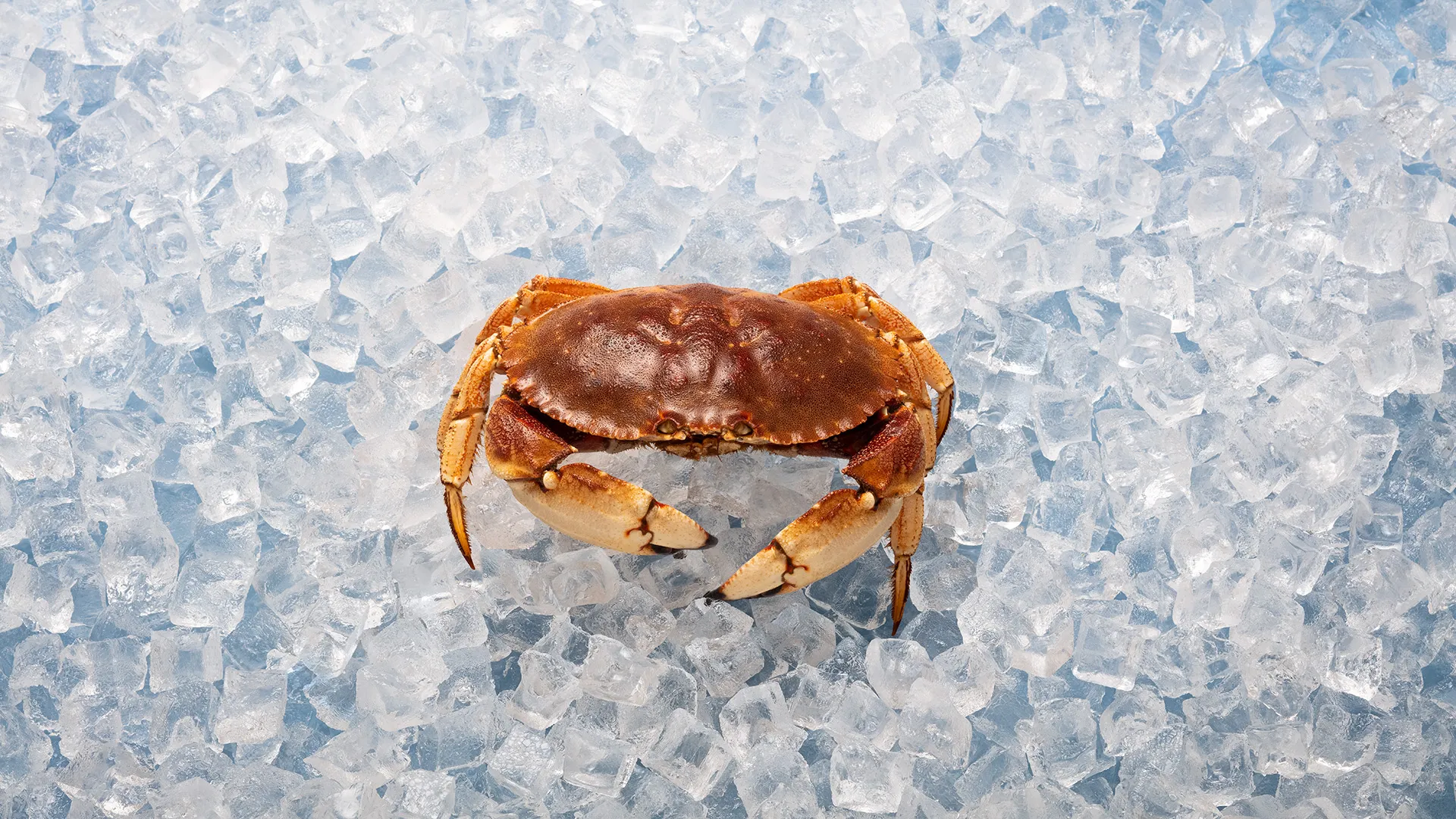 Nova Scotia Seafood - Image 4