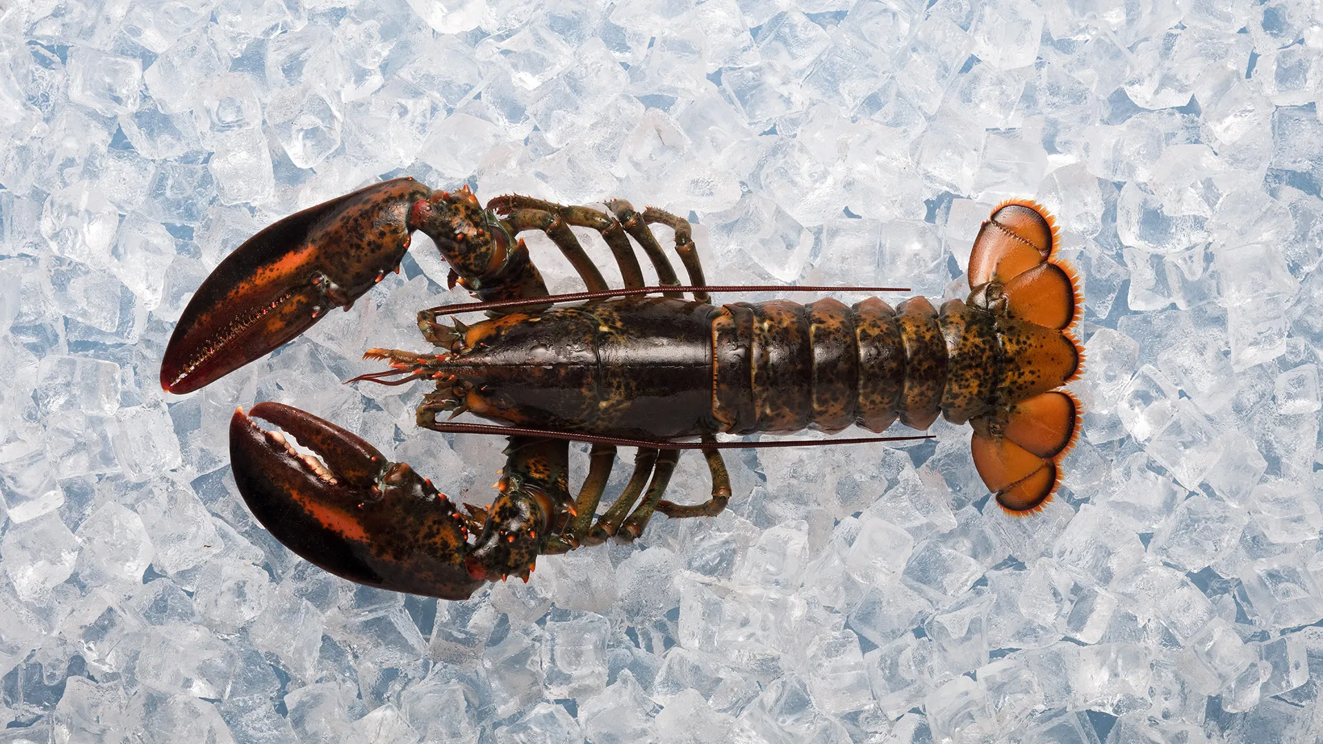 Nova Scotia Seafood - Image 6