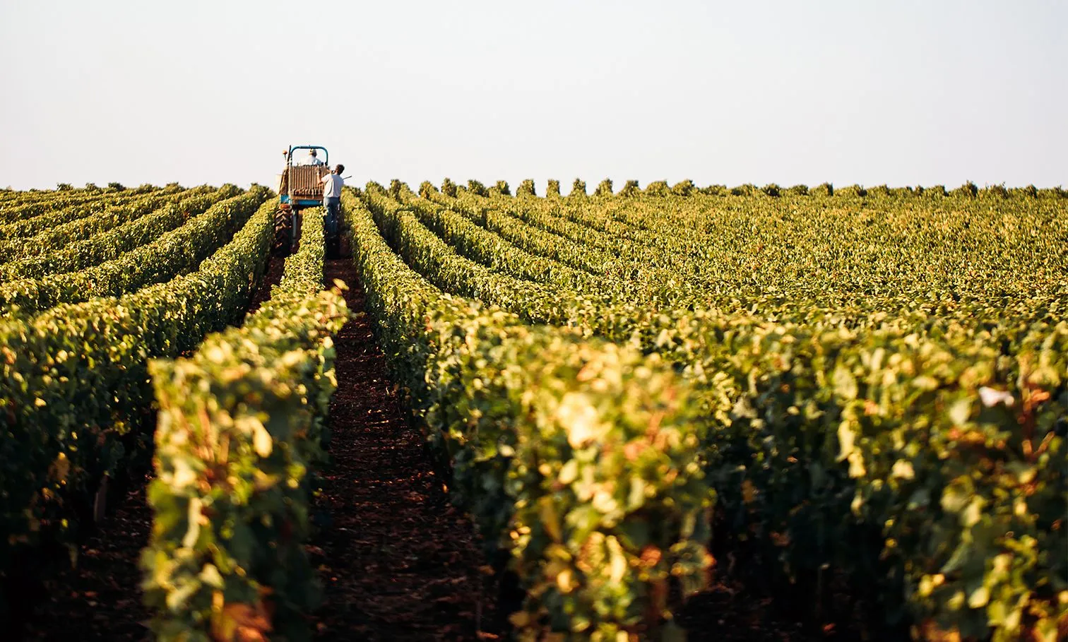 With Zest Wine Tours - Image 2