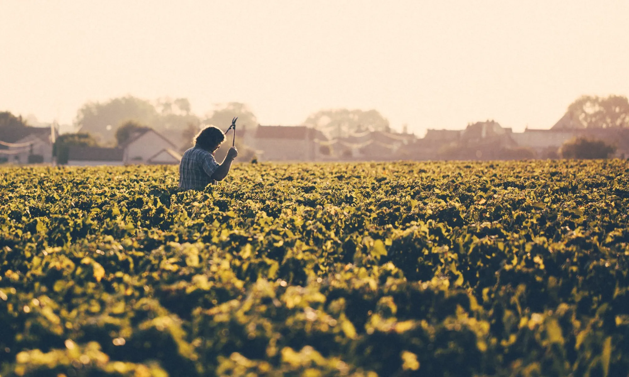 With Zest Wine Tours - Image 5