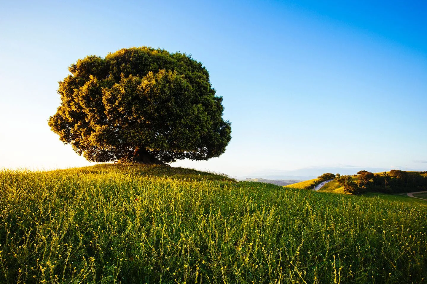 A large, leafy tree sits atop a hill covered in green grass and yellow wildflowers under a clear blue sky. A winding road is visible in the distance.