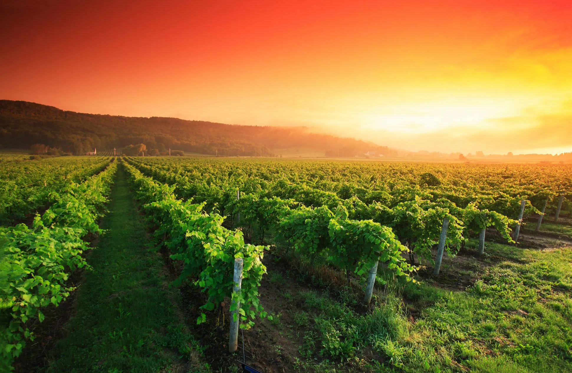Vibrant vineyard rows stretch into the distance under a red and orange sunset, with a forested hill in the background.