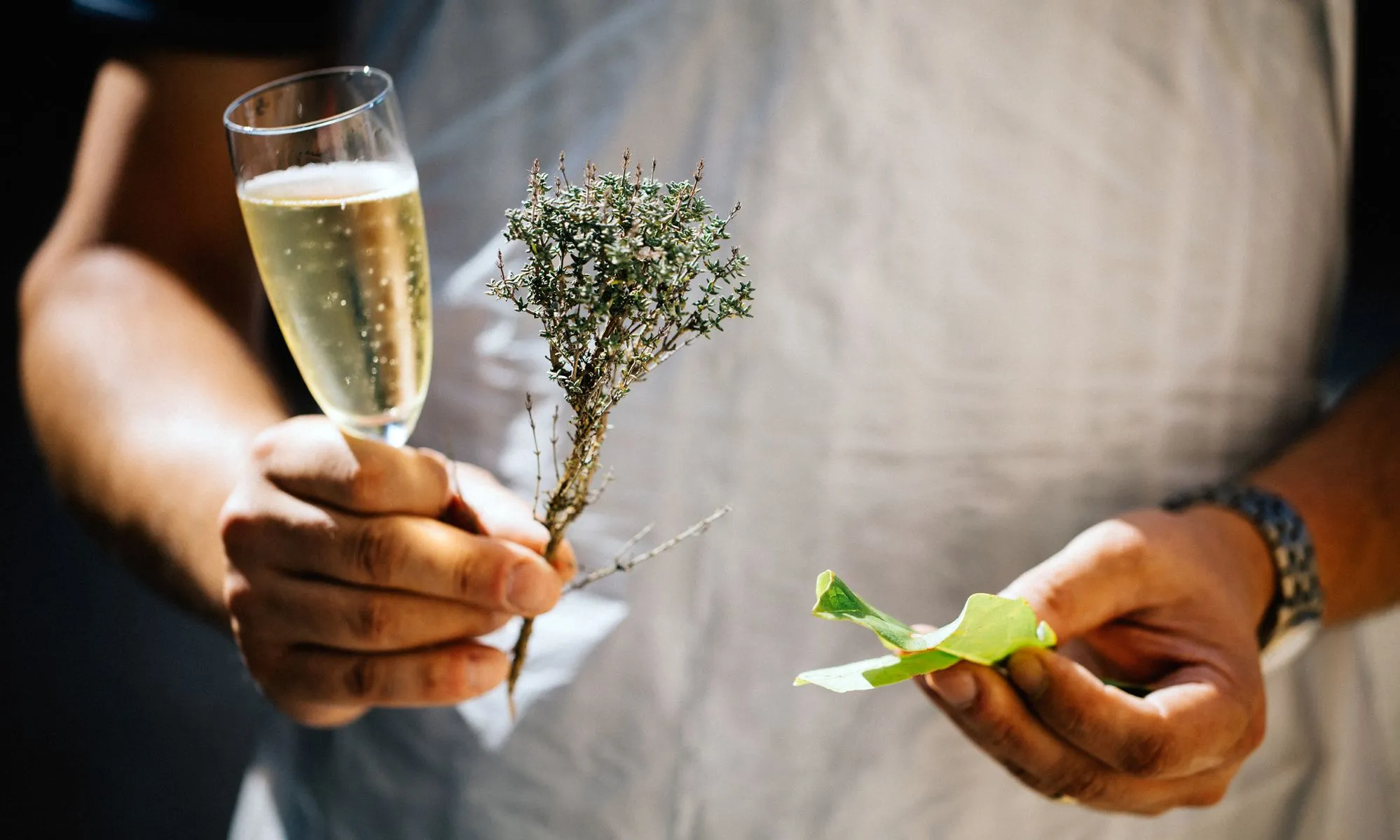 With Zest Wine Tours