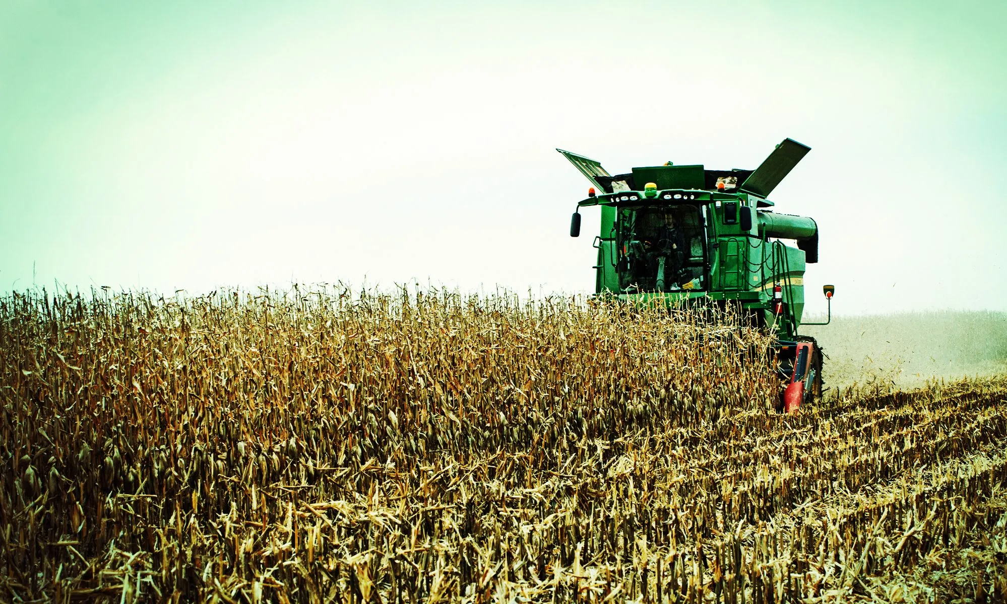 A green combine harvester works in a field of dried corn stalks under a hazy sky.