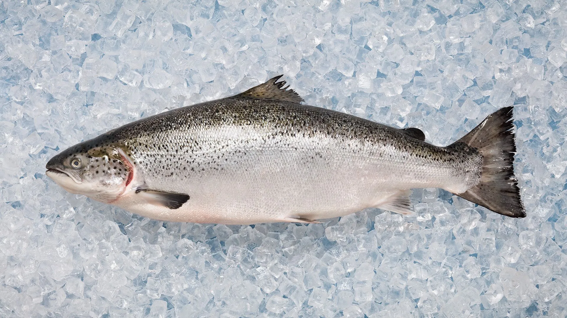 Nova Scotia Seafood - Image 2