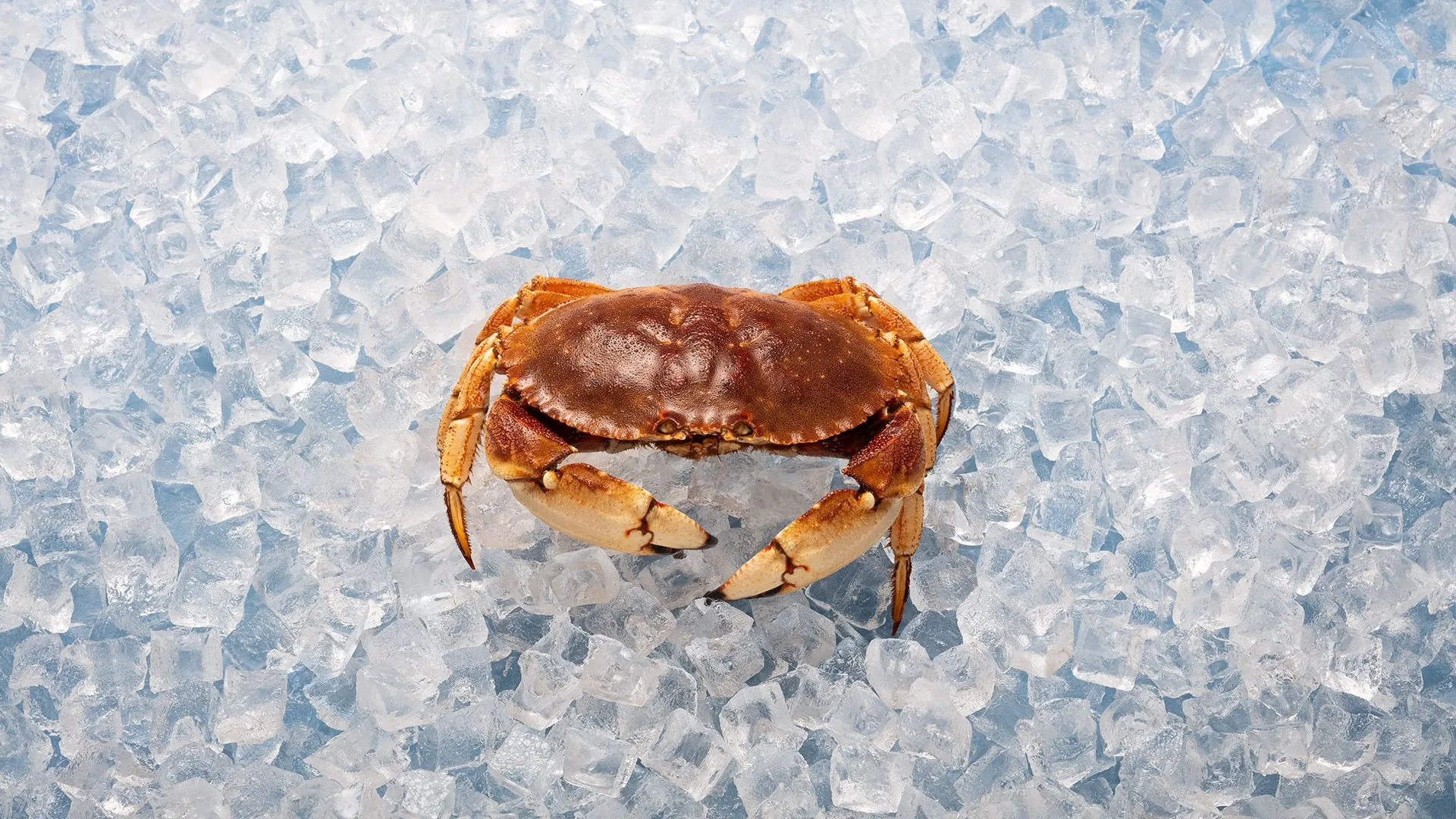 Nova Scotia Seafood - Image 4